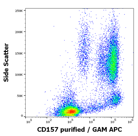 Purified Anti-Human CD157 (Bst-1) (SY11B5)