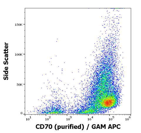 Purified Anti-Human CD70 (Ki-24)