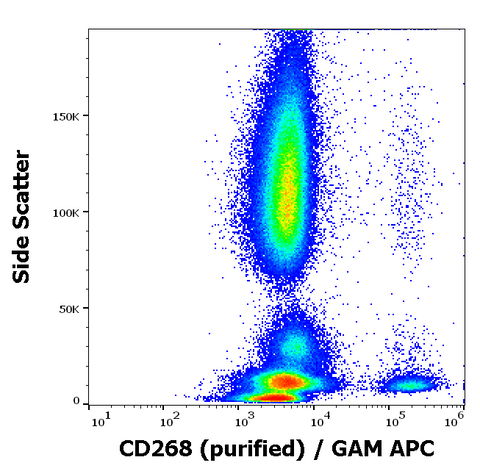 Purified Anti-Human CD268 (BAFFR) (11C1)