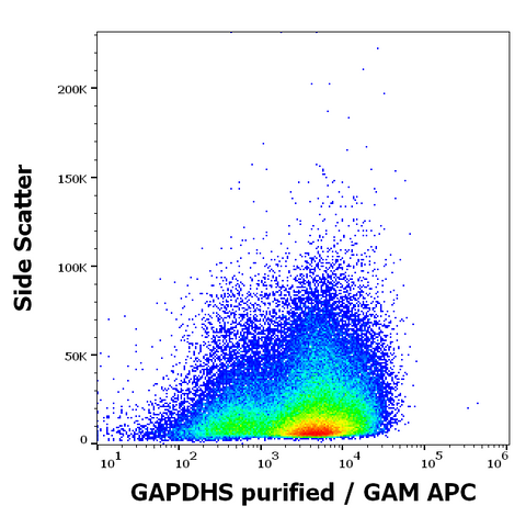 Purified Anti-Human GAPDHS (Hs-8)