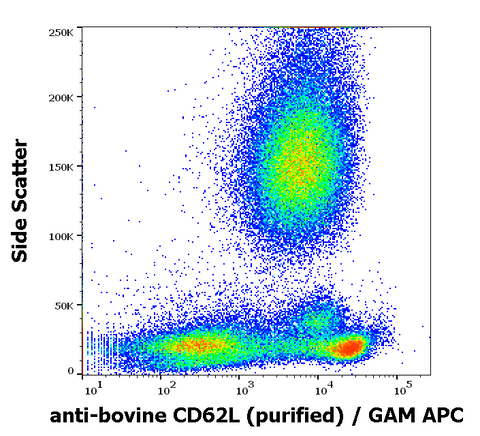 Purified Anti-Bovine CD62L (L-Selectin) (IVA94)