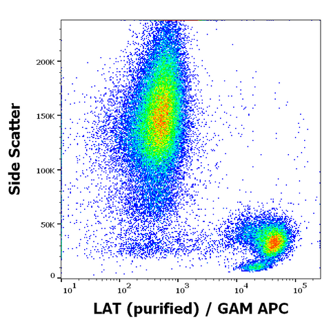 Purified Anti-Human LAT (LAT-01)