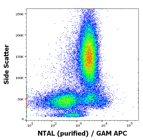 Purified Anti-Human/Mouse NTAL (NAP-07)