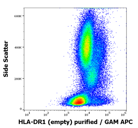 Purified Anti-Human MHC Class II (HLA-DR1 (empty)) (MEM-267)