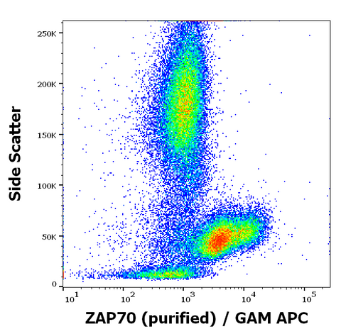 Purified Anti-Human ZAP70 (ZAP-03)