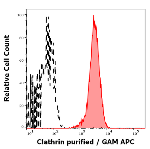 Purified Anti-Human/Mouse Clathrin Heavy Chain 1 (BF-06)