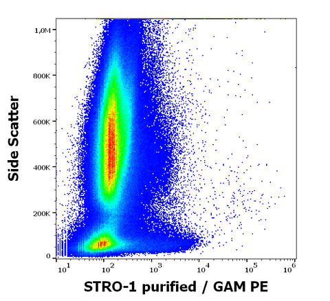 Purified Anti-Human STRO-1 (STRO-1)