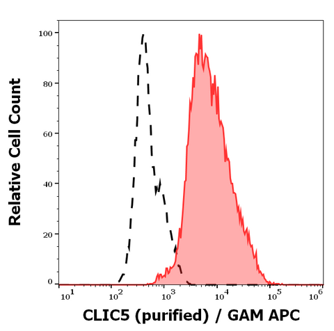 Purified Anti-Human CLIC5 (CLIC5-02)