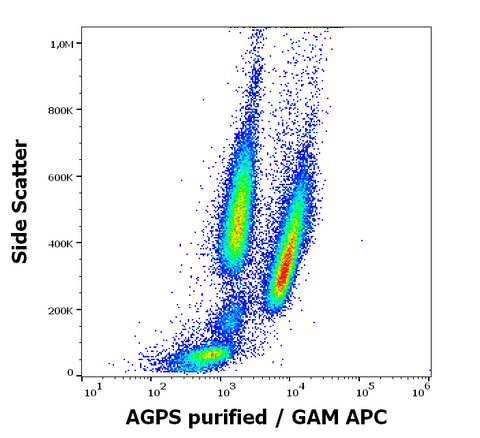 Purified Anti-Human AGPS (AGPS-03)