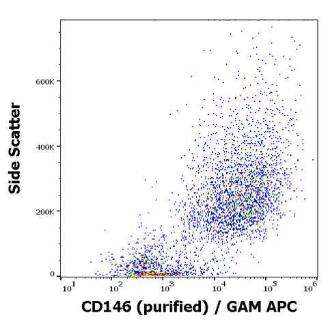 Purified Anti-Human CD146 (P1H12)