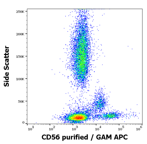Purified Anti-Human CD56 (LT56)