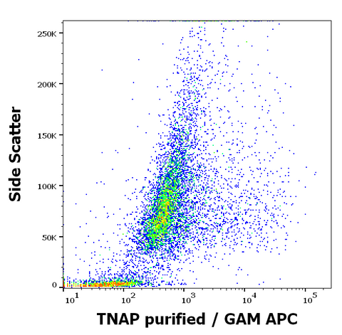 Purified Anti-Human TNAP (W8B2B10)