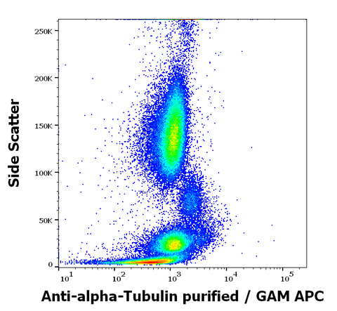 Purified Anti-Human/Mouse Alpha Tubulin (YOL1/34)