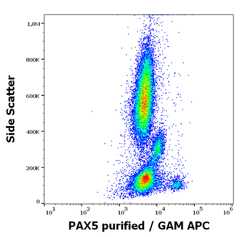 Purified Anti-Human/Mouse PAX5 (1H9)