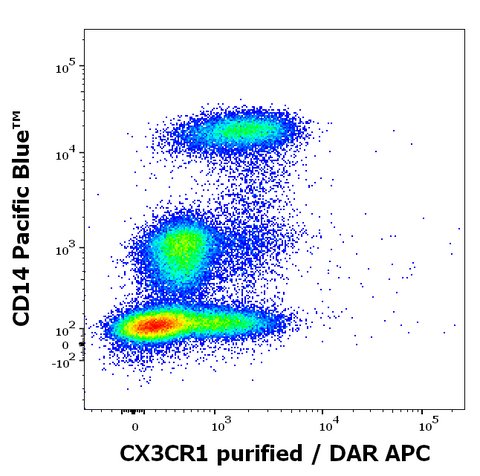 Purified Anti-Human CX3CR1 (2A9-1)
