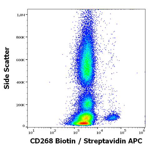 Biotin Anti-Human CD268 (BAFFR) (11C1)