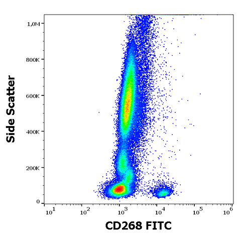 FITC Anti-Human CD268 (BAFFR) (11C1)