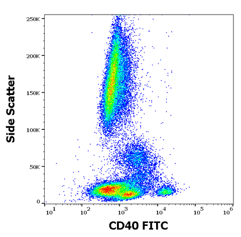 FITC Anti-Human CD40 (HI40a)