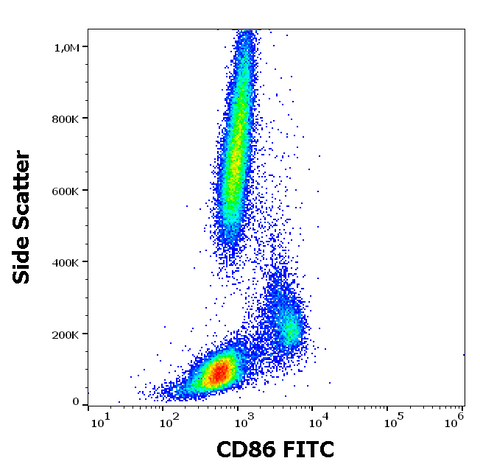 FITC Anti-Human CD86 (B7-2) (BU63)