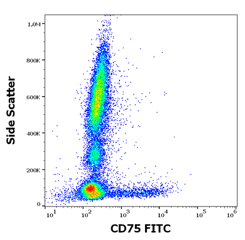 FITC Anti-Human CD75 (LN1)