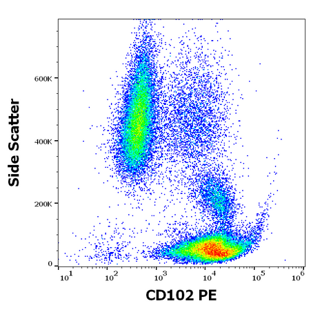PE Anti-Human CD102 (ICAM-2) (CBR-IC2/2)