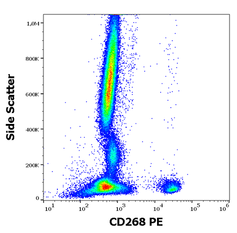 PE Anti-Human CD268 (BAFFR) (11C1)