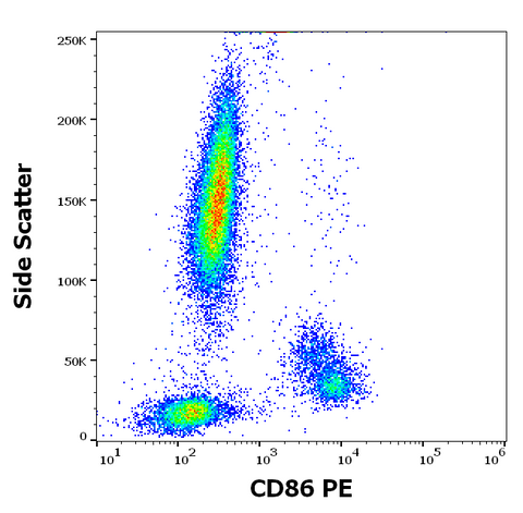 PE Anti-Human CD86 (B7-2) (BU63)