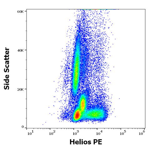 PE Anti-Human/Mouse Helios (22F6)