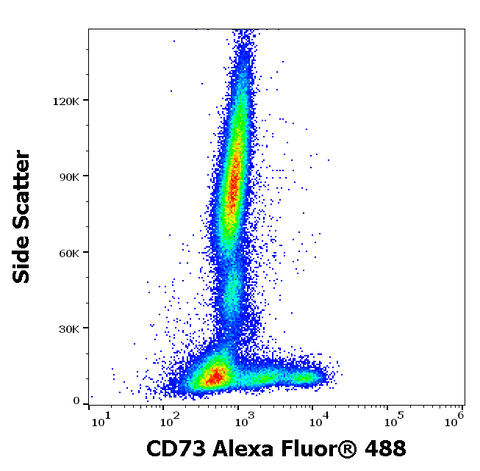 Alexa Fluor<sup>&trade;</sup> 488 Anti-Human CD73 (AD2)