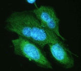 Alexa Fluor® 488 anti-HA.11 Epitope Tag