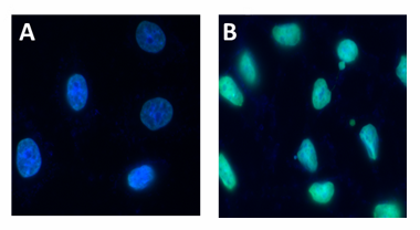 Alexa Fluor® 488 anti-Histone H3 Acetylated Lysine 9 (K9ac)