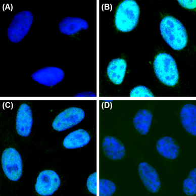 Alexa Fluor® 488 anti-RNA Polymerase II RPB1