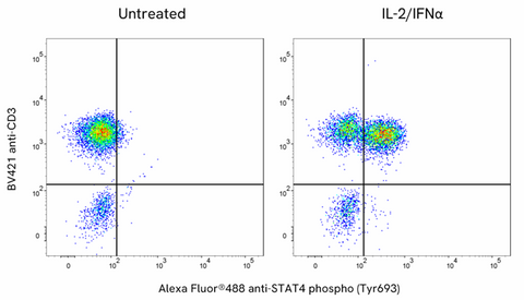 Alexa Fluor® 488 anti-STAT4 Phospho (Tyr693)