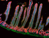 Alexa Fluor® 488 anti-Tubulin Beta 3 (TUBB3)