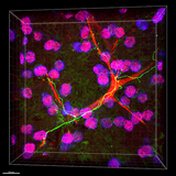 Alexa Fluor® 488 anti-Tubulin Beta 3 (TUBB3)