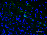 Alexa Fluor® 488 anti-Tyrosine Hydroxylase