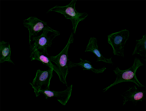 Alexa Fluor® 594 anti-H2A.X Phospho (Ser139)