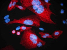 Alexa Fluor® 594 anti-HA.11 Epitope Tag