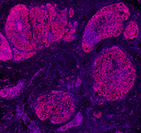 Alexa Fluor® 594 anti-Histone H3 (C-terminus)