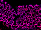 Alexa Fluor® 594 anti-Histone H3 (C-terminus)