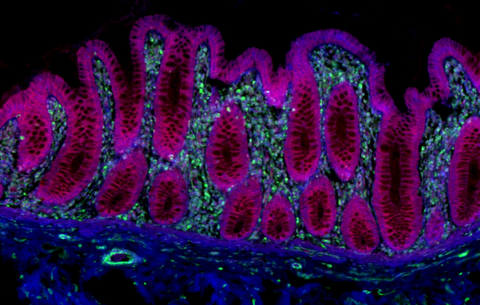 Alexa Fluor® 594 anti-human Galectin-9