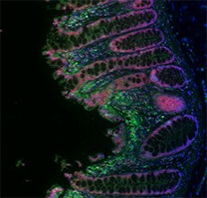 Alexa Fluor® 647 anti-β-actin