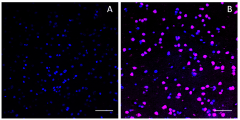 Alexa Fluor® 647 anti-c-Fos Phospho (Ser32) (for IHC and ICC)