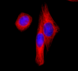 Alexa Fluor® 647 anti-HA.11 Epitope Tag
