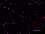 Alexa Fluor® 647 anti-Histone H3 (C-terminus)