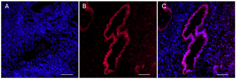 Alexa Fluor® 647 anti-SOX17 Recombinant (for IHC and ICC)