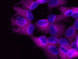 Alexa Fluor® 647 anti-Tubulin β 3 (TUBB3)