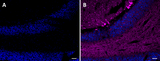 Alexa Fluor® 647 anti-Tubulin β 3 (TUBB3)