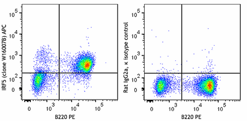 APC anti-mouse IRF5