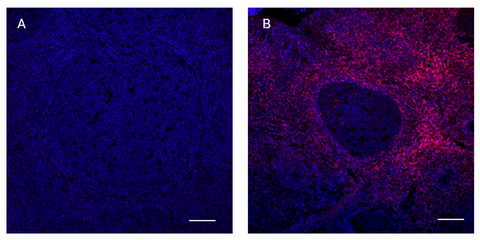 APC anti-mouse TCR Vγ4